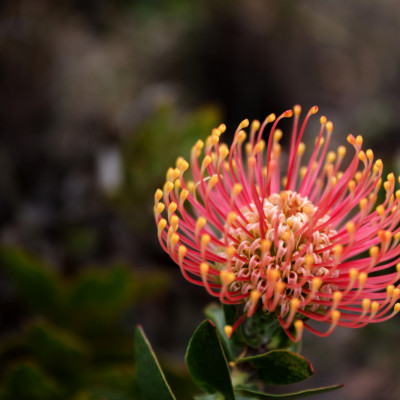 Blooming Leucospermum Flower