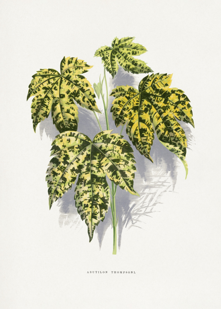 Abutilon Thompsoni Leaf Illustration by Les Plantes a Feuillage Colore — canvas wall art
