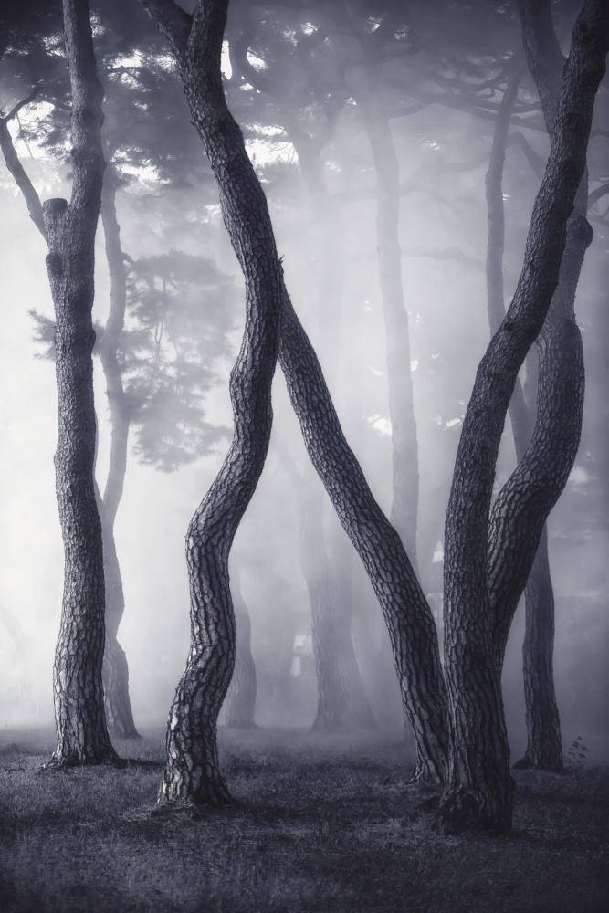 Misty Winding Pines by Tiger Seo — canvas wall art