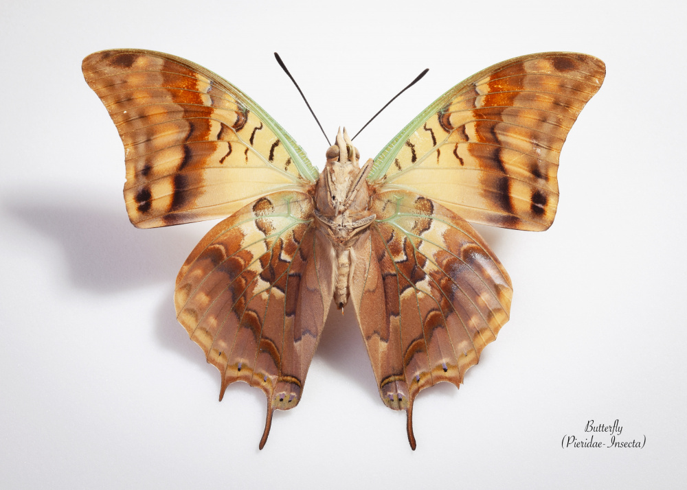 Brown Gold Butterfly by Johan Botha "Sabie" — canvas wall art