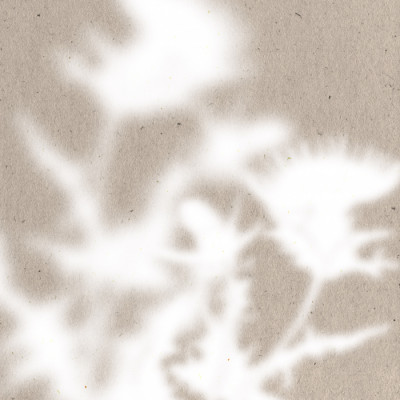 Soft Botanical Shadows