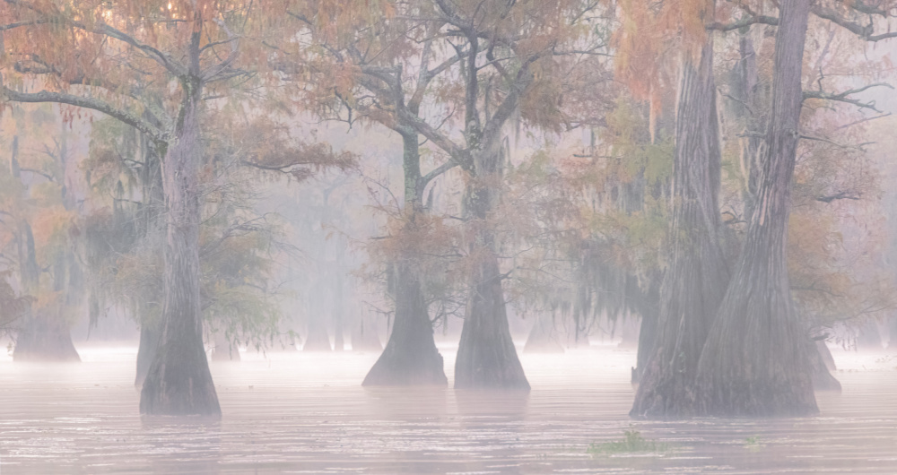 Misty Cypress Morning by Yanny Liu — canvas wall art