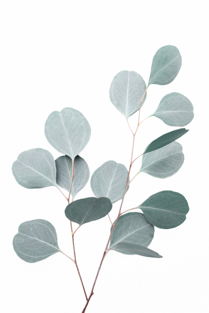 Silverdollar by Kathrin Pienaar — canvas wall art