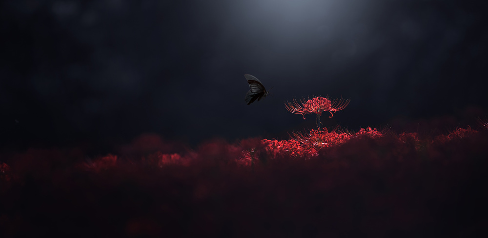 Red Flowers Night Flight by Takashi Suzuki — canvas wall art