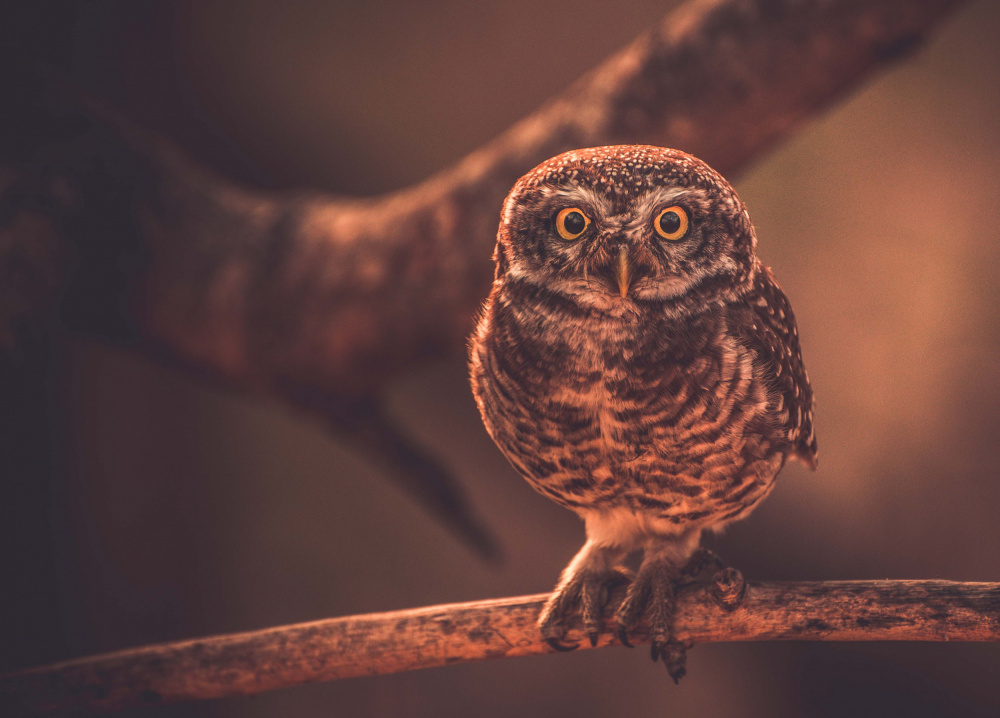Curious Little Owl by Sumit Dhuper — canvas wall art