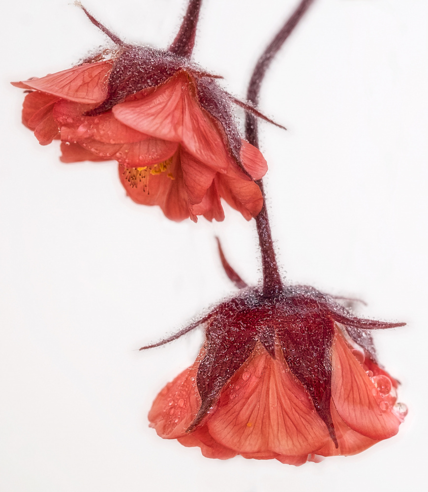 Red Flowers Water Drops by Marie-anne Stas — canvas wall art