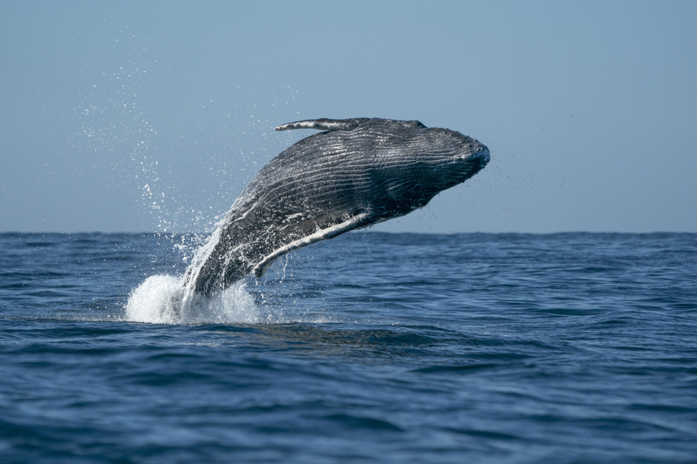 Humpback Whale Breaching by Andrea Izzotti — canvas wall art