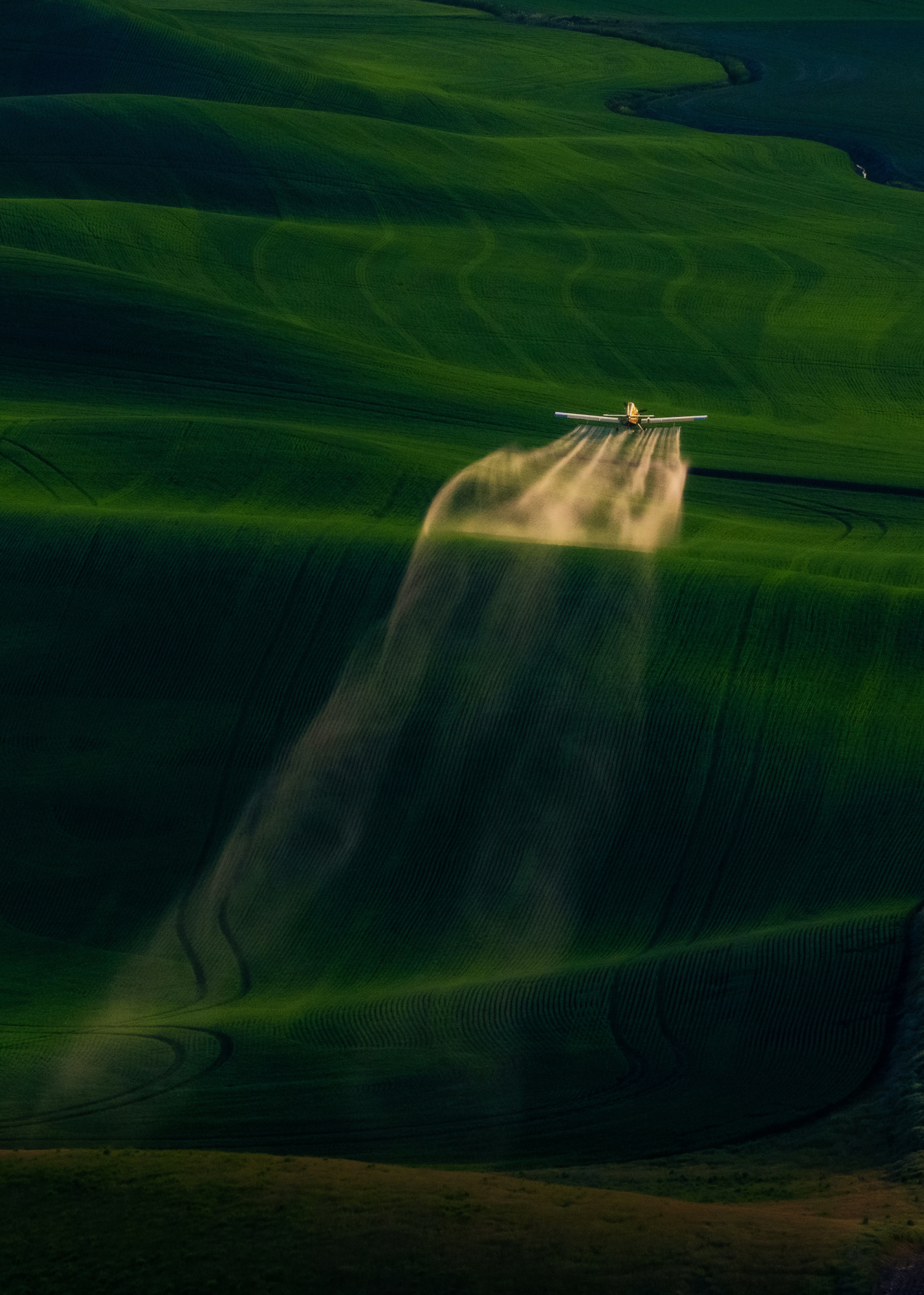 Wheat fields