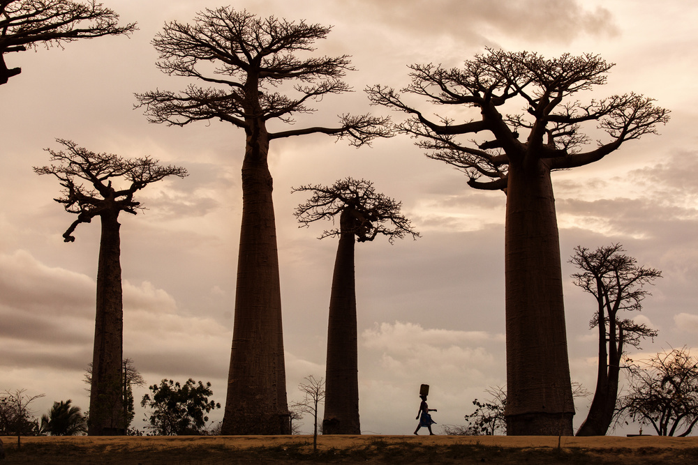 Madagascar Baobab Sky by Dan Mirica — canvas wall art