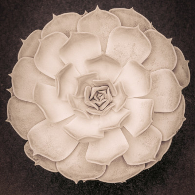 SUCCULENT GRAPTOVERIA B&W 003