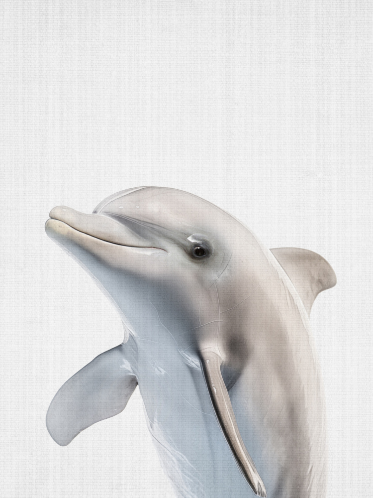 Friendly Dolphin Portrait by Lila & Lola — canvas wall art