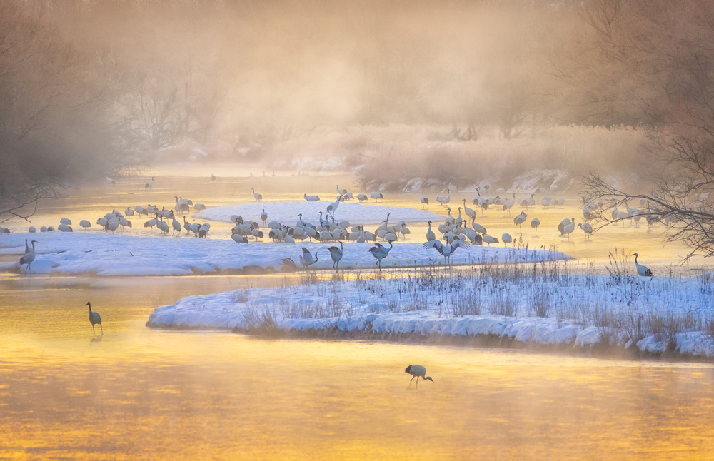 Golden Morning Cranes by Larry Deng APA — canvas wall art