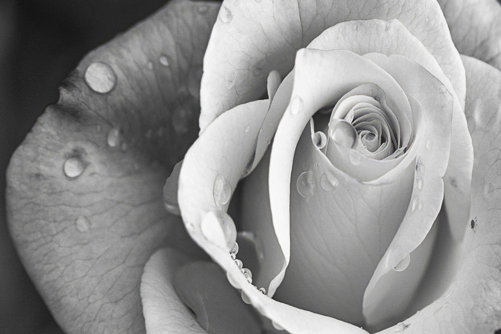 Elegant Monochrome Rose by Cicek Kiral — canvas wall art
