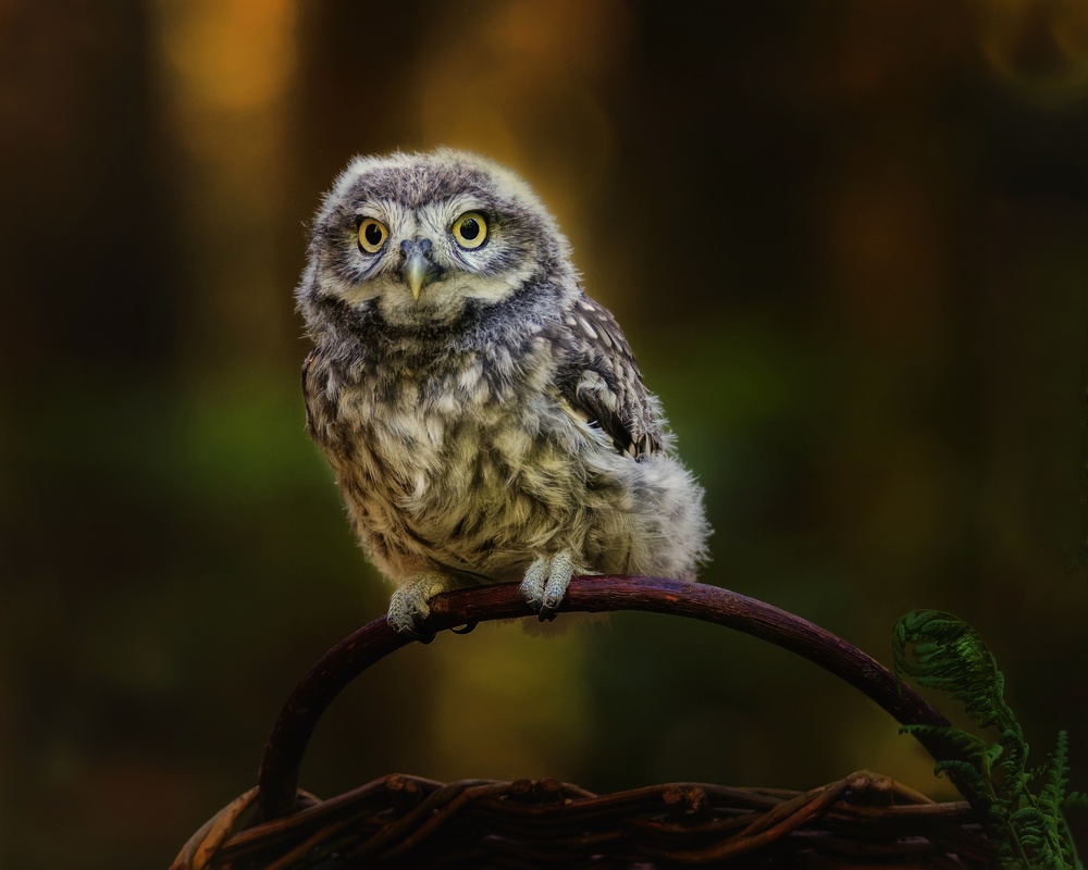 Curious Little Owlet by Michaela Firešová — canvas wall art