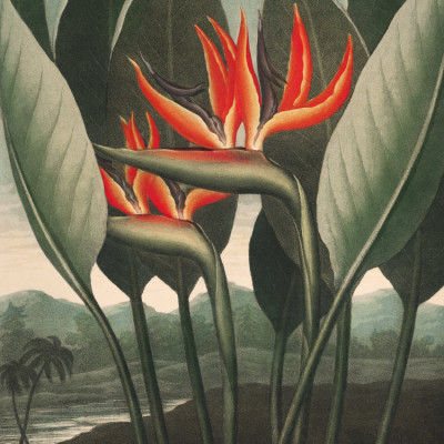 The Queen–Plant from The Temple of Flora (1807)