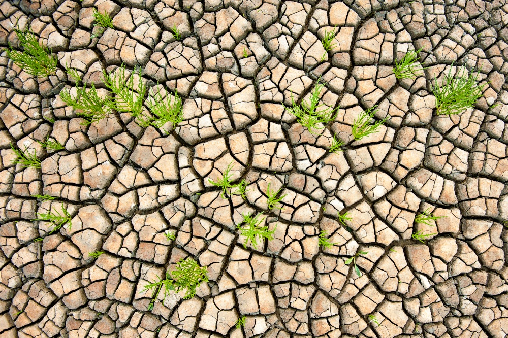 Cracked Earth Green Growth by Piet Haaksma — canvas wall art