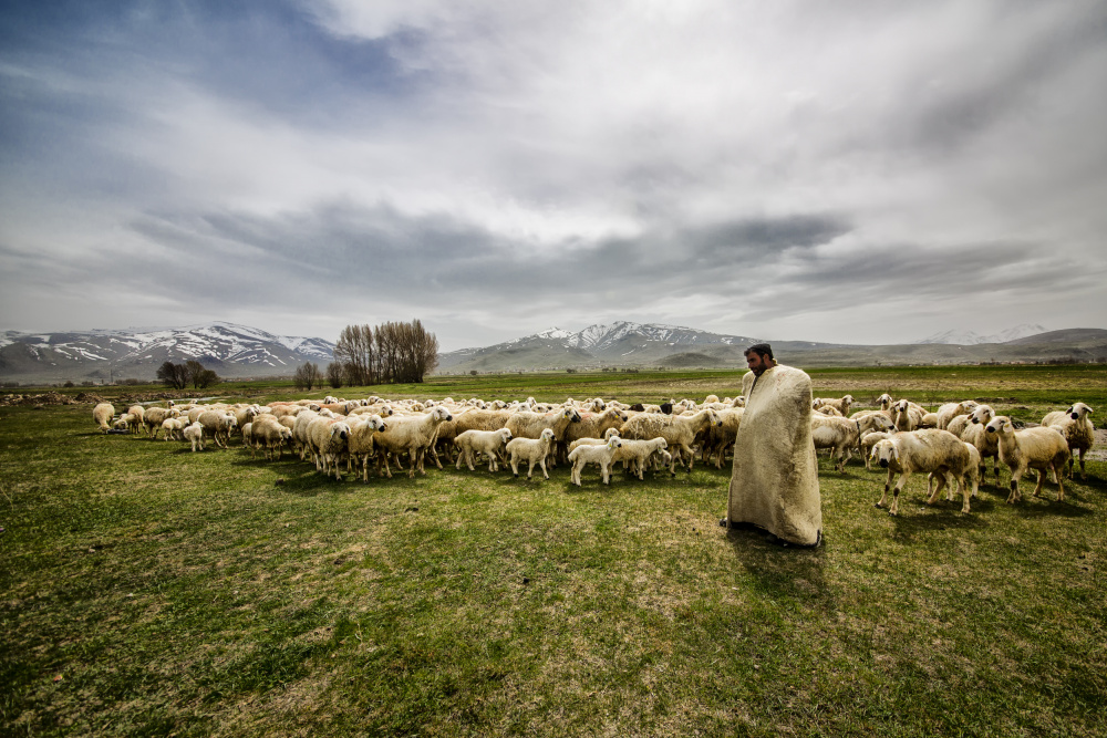 Shepherd and Mountain Sheep by S. Aktrk — canvas wall art