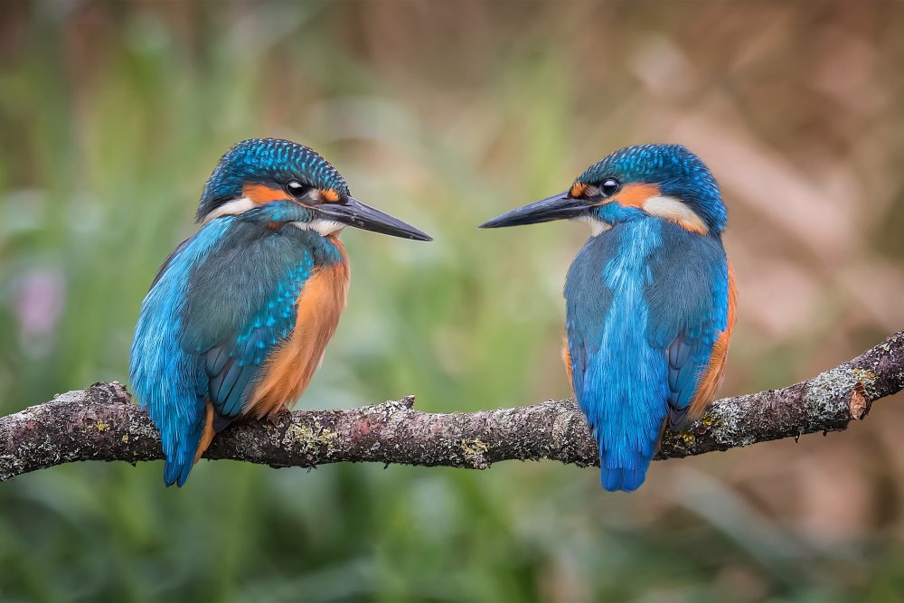 Vibrant Kingfisher Pair by Kieran O Mahony AIPF — canvas wall art