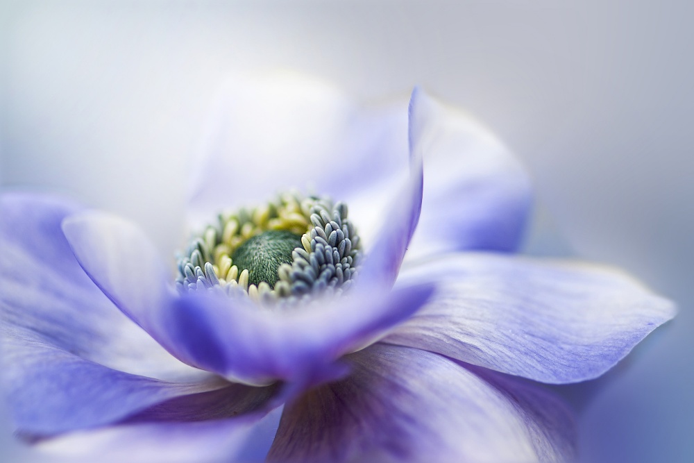 Dreamy Lavender Bloom by Jacky Parker — canvas wall art