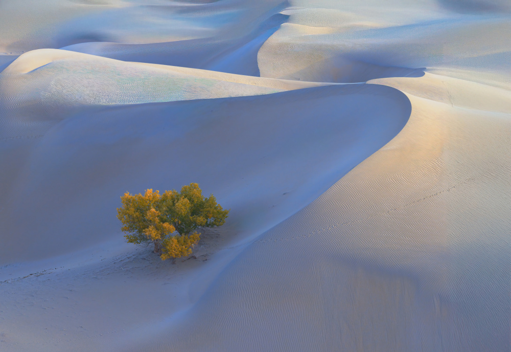Golden Tree Desert Curves by Dennis Zhang — canvas wall art