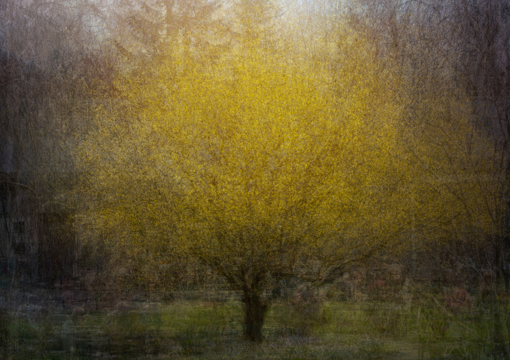 Golden Spring Tree by Katarina Holmström — canvas wall art