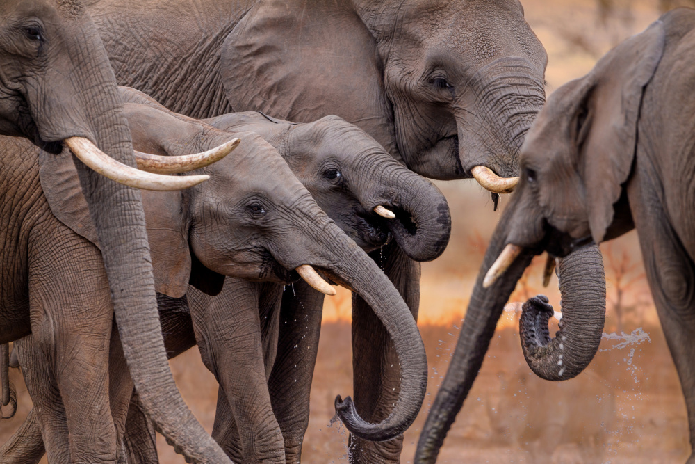 African Elephant Family by Ozkan Ozmen / Big Lens Adventures — canvas wall art