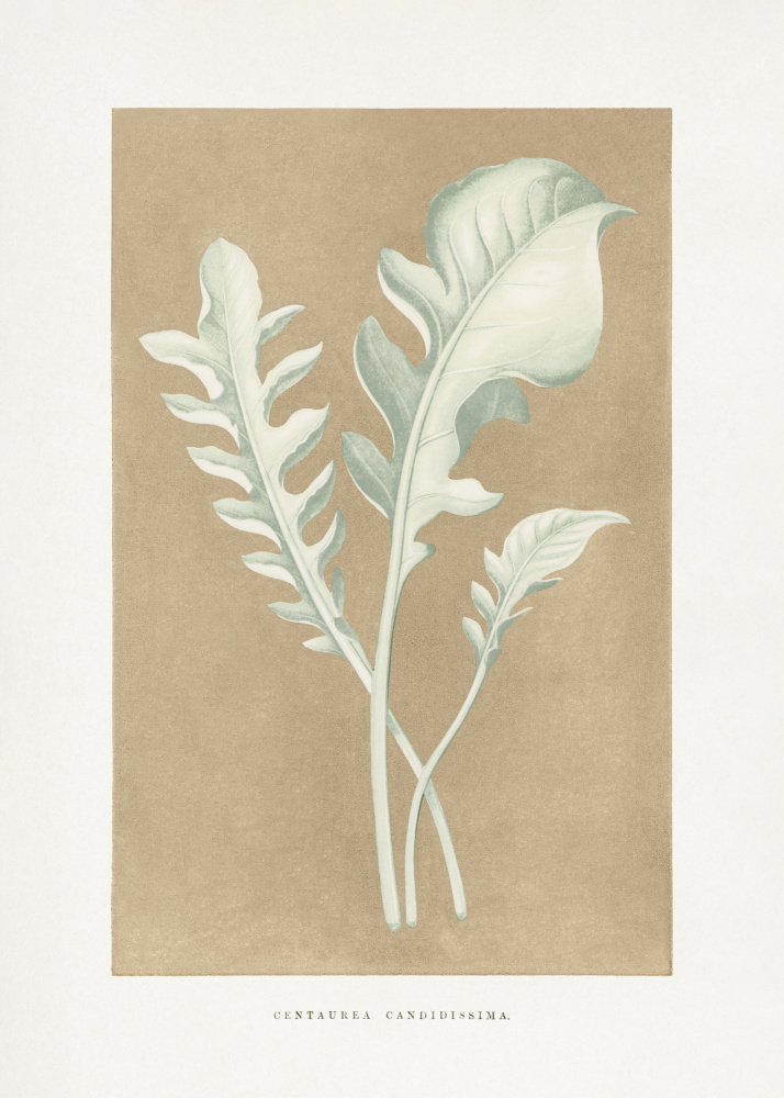 Centaurea Candidissima Leaf Illustration by Les Plantes a Feuillage Colore — canvas wall art