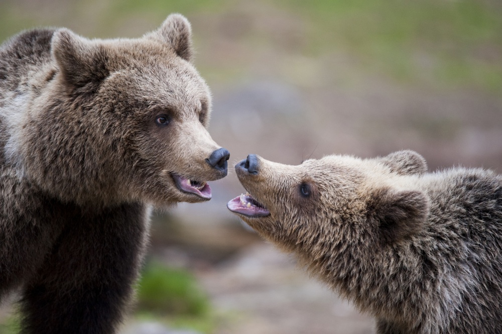 Gentle Bear Moment by Robin Eriksson — canvas wall art