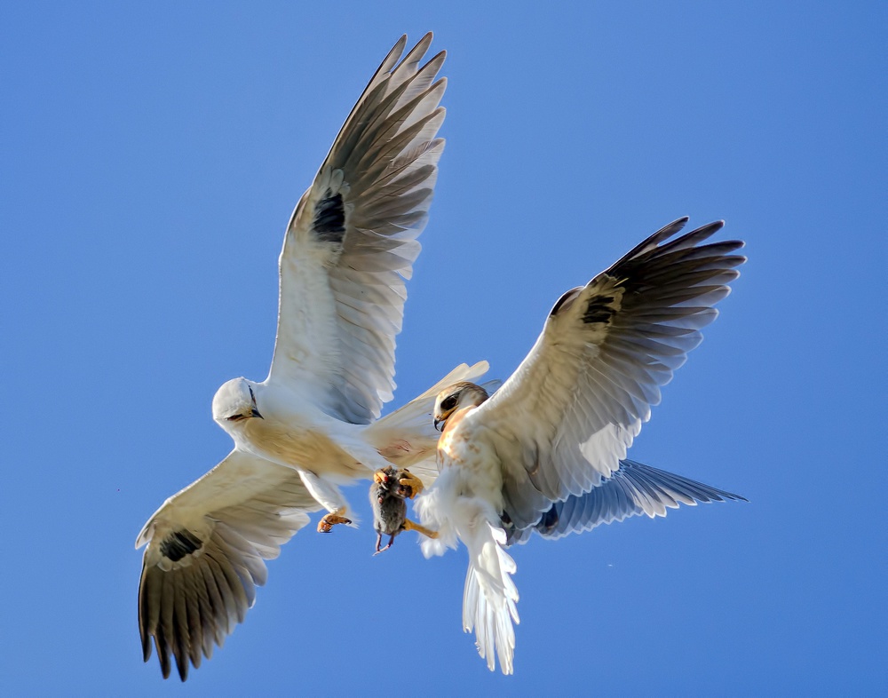 Kites Sharing Prey by Andrew J. Lee — canvas wall art