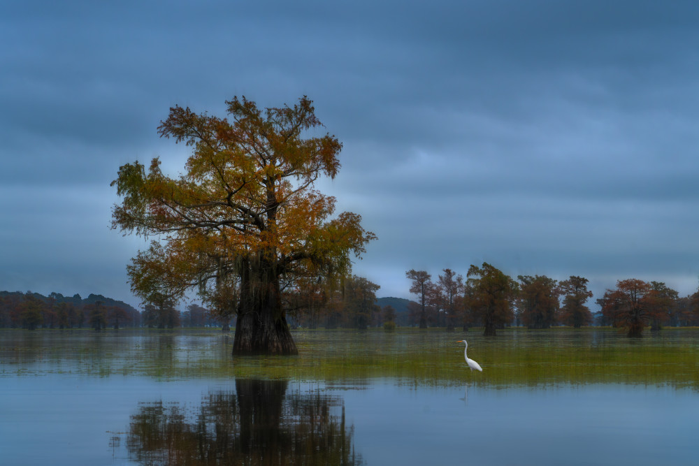 Autumn Cypress Egret by Leah Xu — canvas wall art