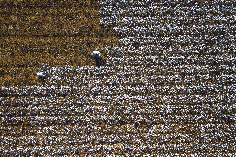 Golden Cotton Harvest by Zhou Chengzhou — canvas wall art