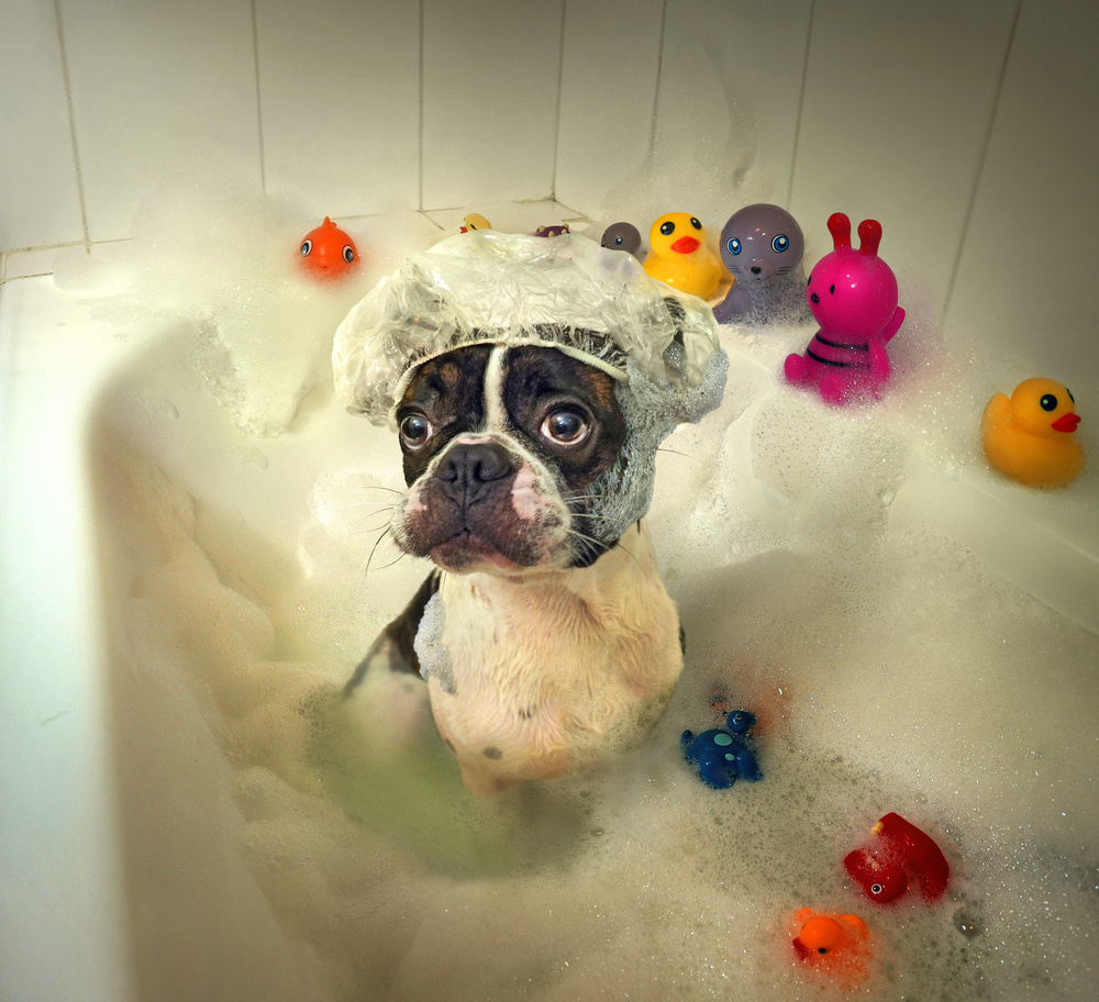 Boston Terrier Bath Time by DDiArte — canvas wall art