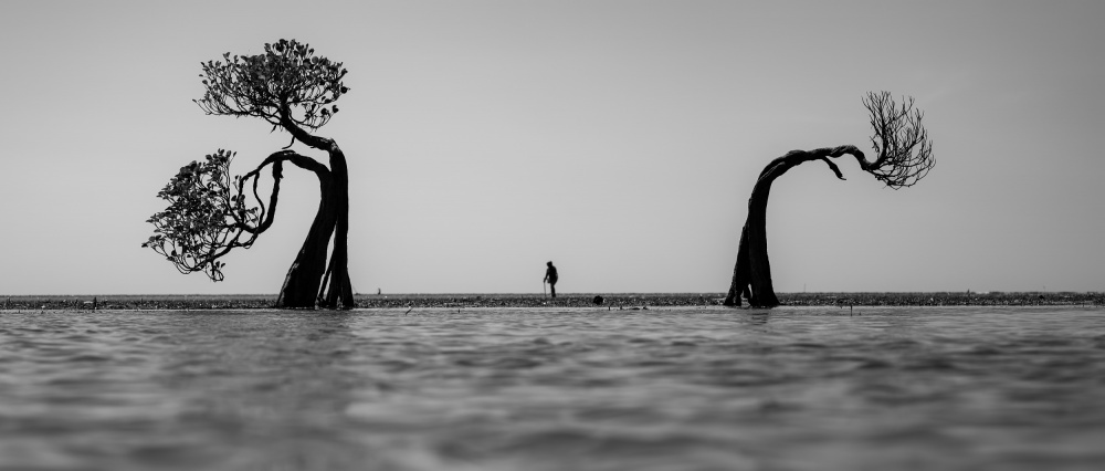 Horizon Trees Solitude by R Suguri — canvas wall art