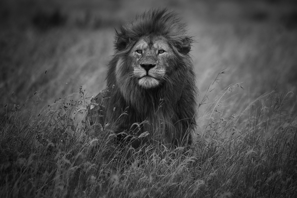 Majestic African Lion by Mohammed Alnaser — canvas wall art