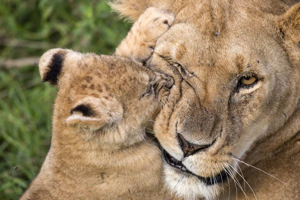 Lioness and Cub Affection by Alessandro Catta — canvas wall art