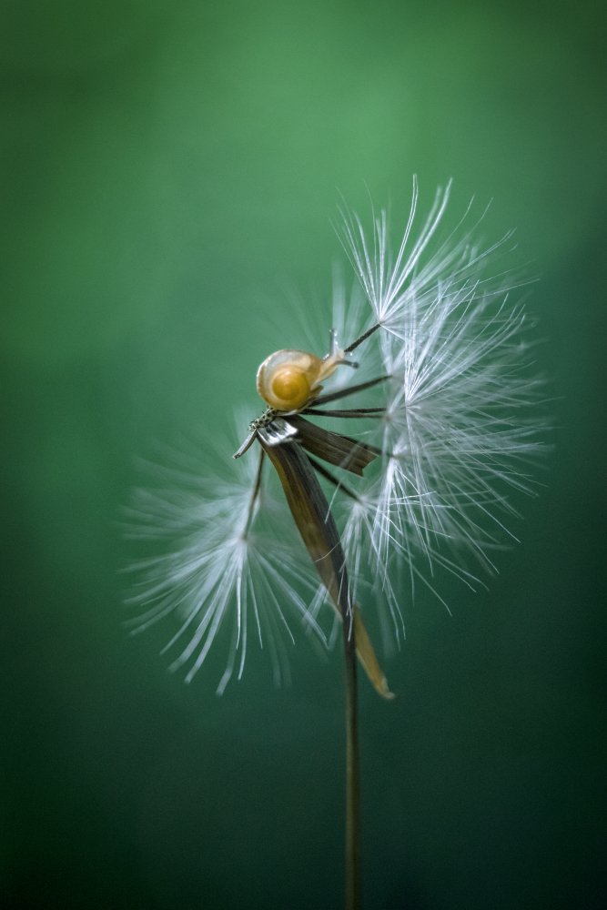 Tiny Snail Dandelion Seed by Arief Putranto — canvas wall art