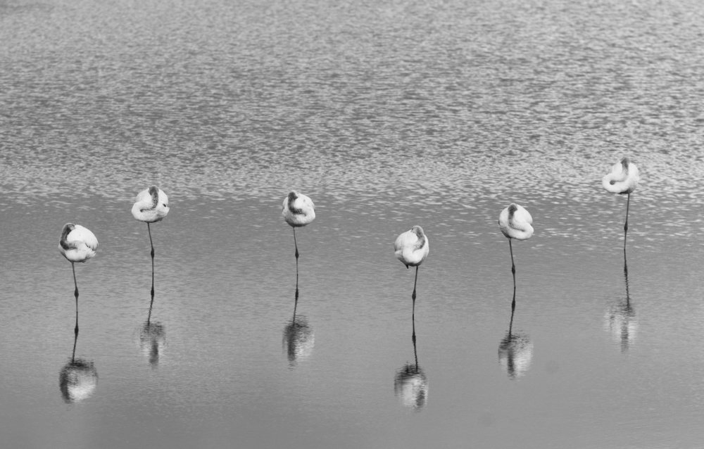 Serene Flamingo Reflections by Keren Or — canvas wall art