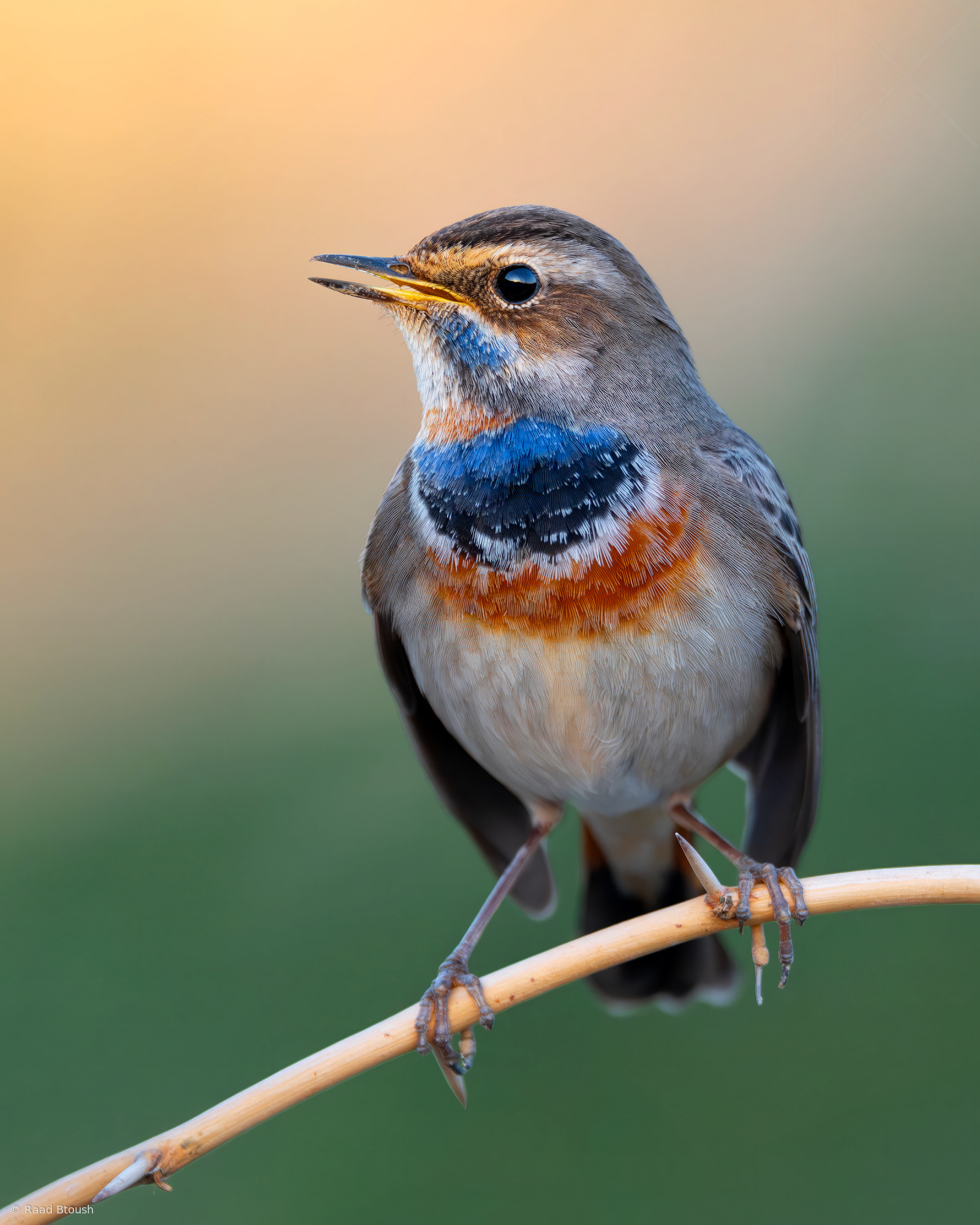 BLUETHROAT