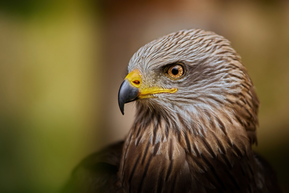 Focused Eagle Profile by Jiří Švestka — canvas wall art