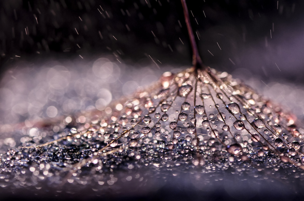 Dandelion Raindrops by Ivelina Blagoeva — canvas wall art