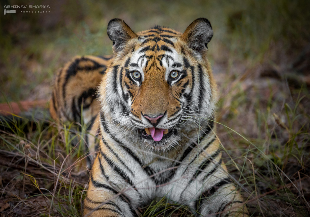 Bengal Tiger Portrait by Abhinav Sharma — canvas wall art