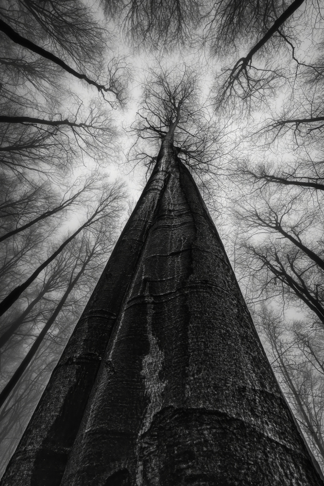 Towering Forest Canopy by Tom Pavlasek — canvas wall art