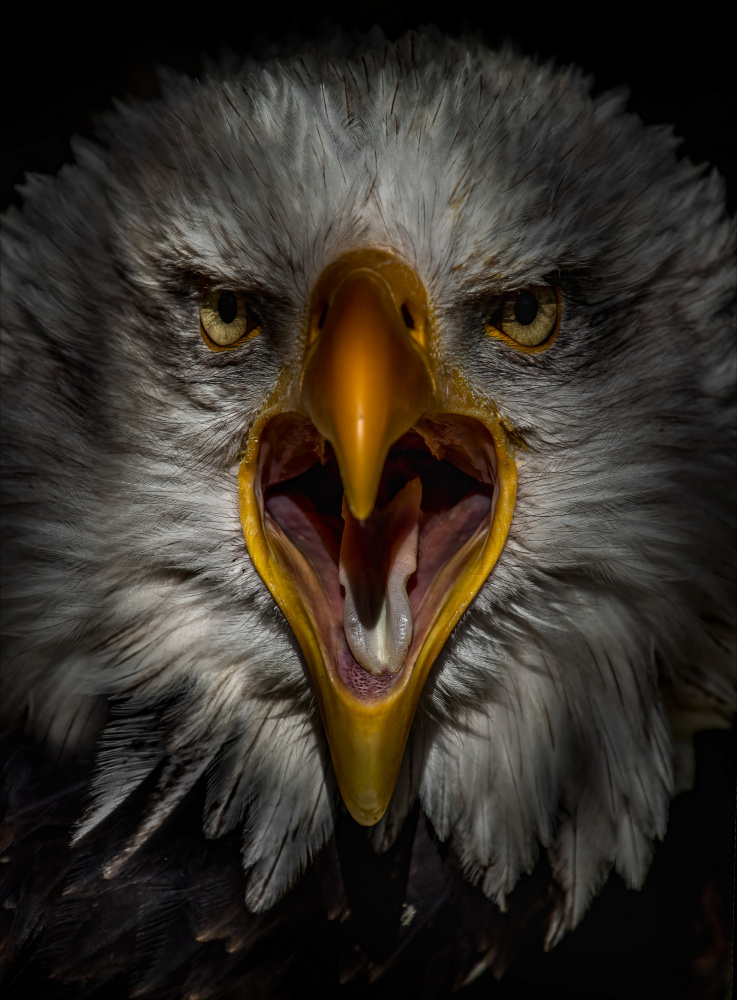 Screaming Bald Eagle by Chris Coenders — canvas wall art