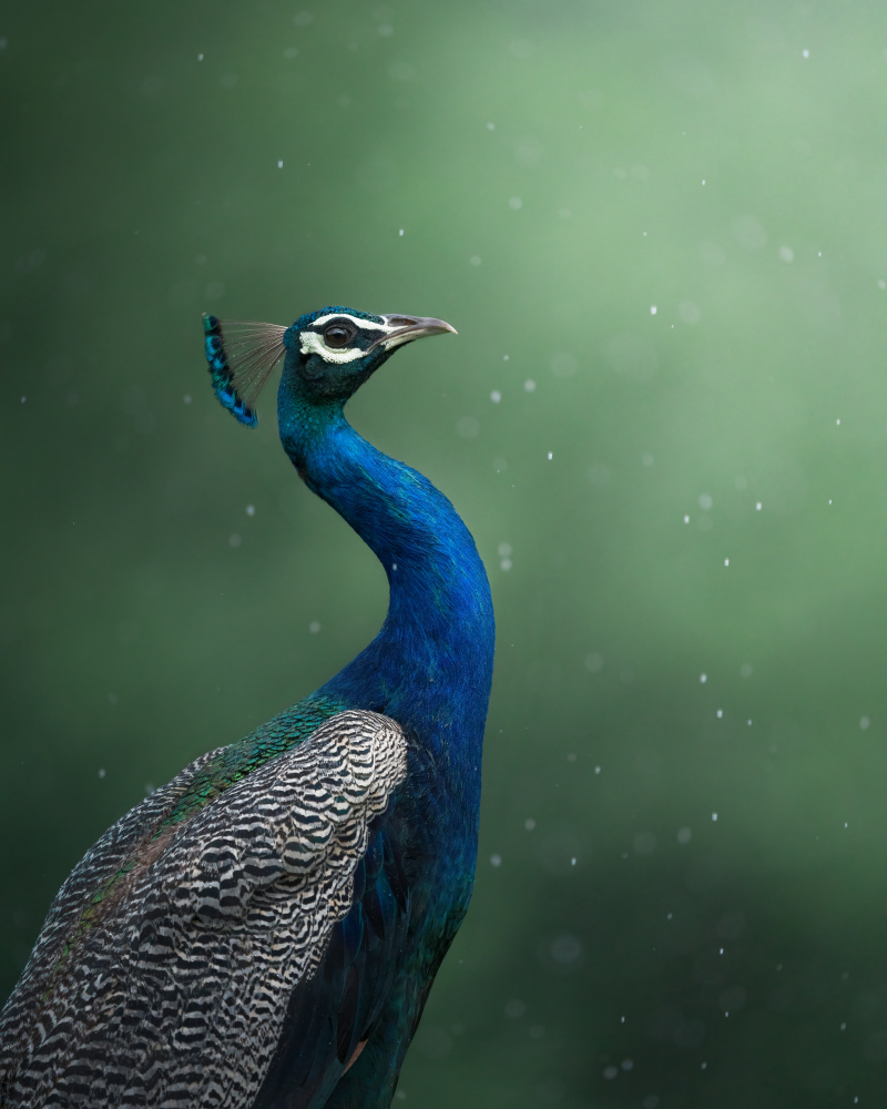 Elegant Blue Peacock by Chaitanya Rawat — canvas wall art