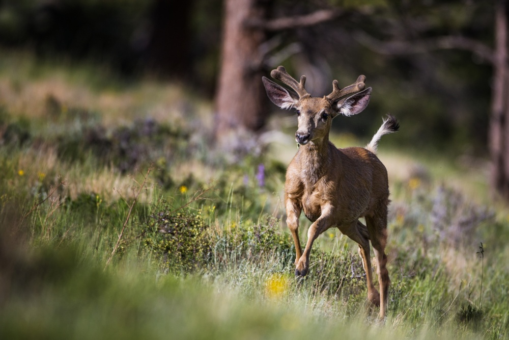 Graceful Buck Bounding by verdon — canvas wall art