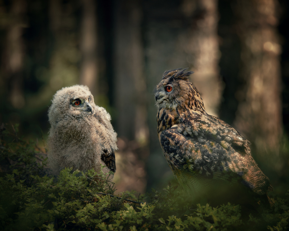 Owl and Owlet Gaze by Michaela Firešová — canvas wall art