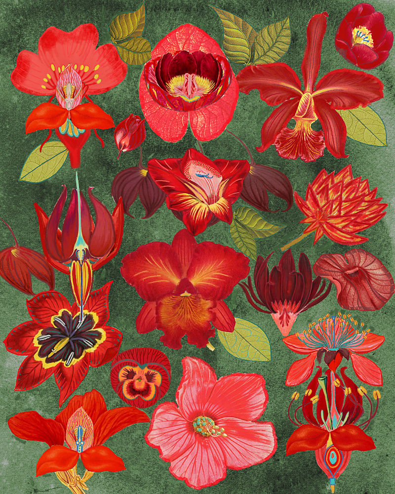 Exotic Red Floral Collection by giovanna nicolo — canvas wall art