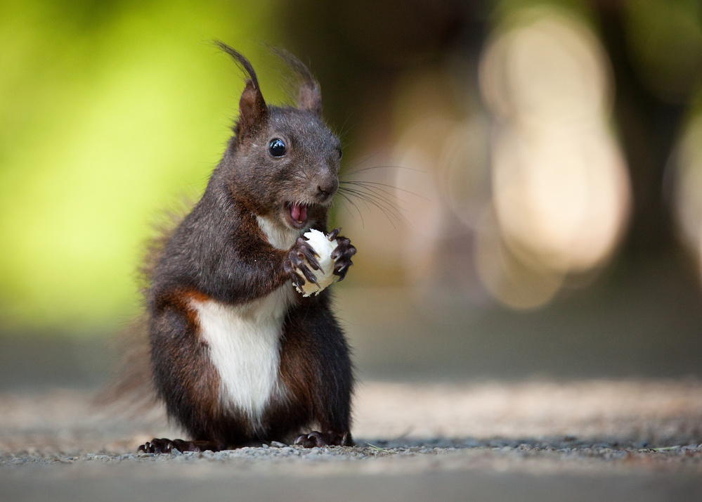 Funny Squirrel Eating by Robert Adamec — canvas wall art