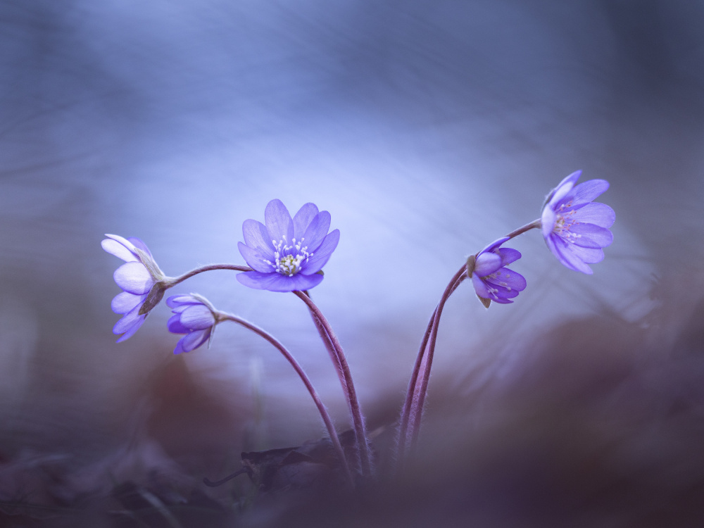 Delicate Purple Spring Flowers by Petra Dvorak — canvas wall art