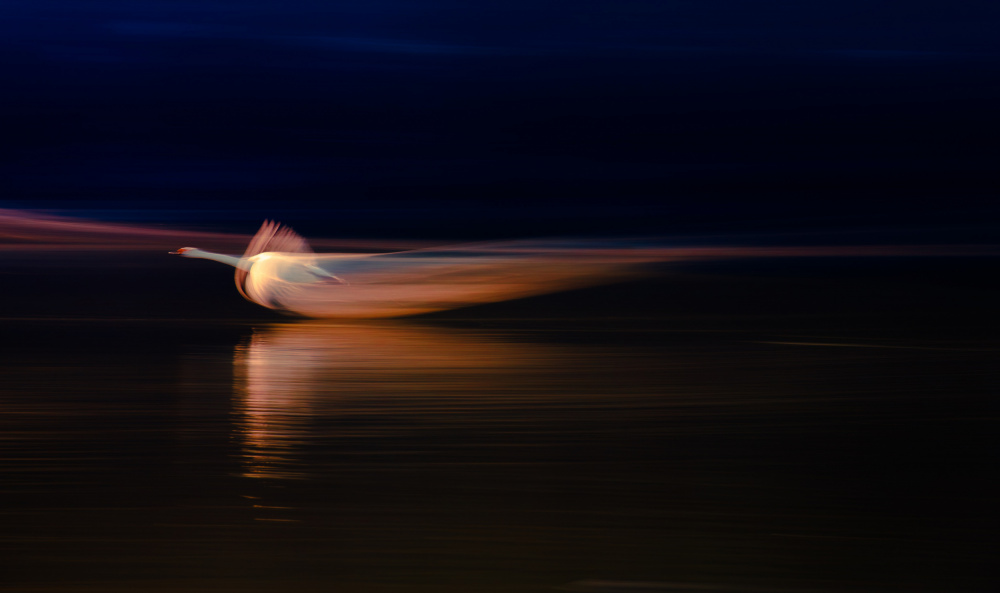 Golden Swan Motion by Haruaki Taguchi — canvas wall art